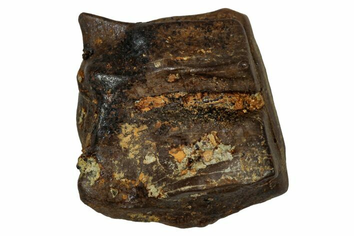 Fossil Dinosaur (Triceratops) Shed Tooth - Montana #339728